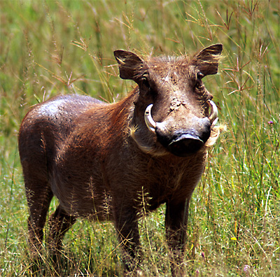 ubuntu warthy warthog 4.10