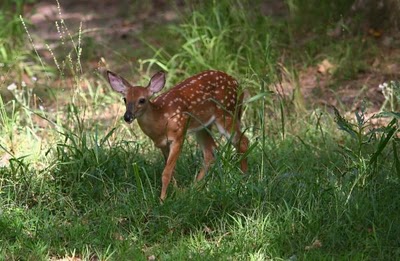 ubuntu fetsy fawn 7.04